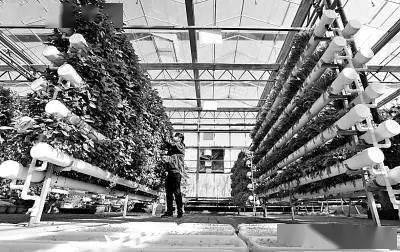 未來農業科技的三大突破點 植物工廠、智慧農業與功能食品的技術交融
